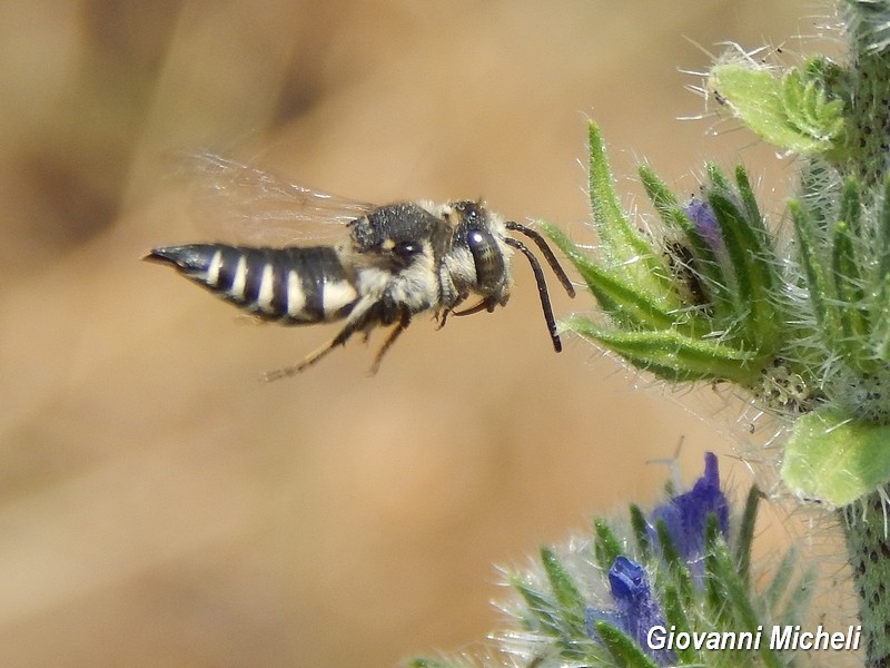 Apidae Megachilinae: femmina di Coelioxys sp.